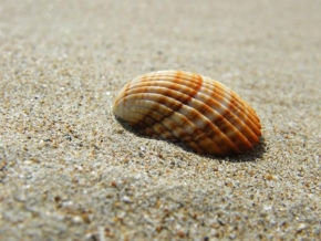 Makrofotografie - Lastura v písku