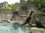 Pavel Broža - Krmeni tulenu ve Videnske zoo.