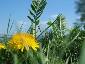 Půvaby květin - Jarná vôňa trávy :)