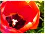 Michaela Kaňková - Tulipán