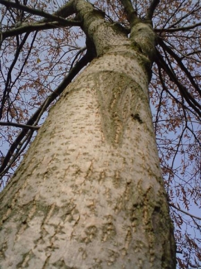 Stromy - Stoupání