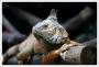 Martin Sipos - Iguana