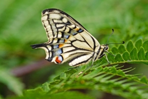 Makrofotografie - Motýl