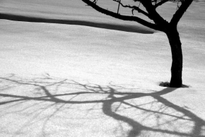 Stromy - Fotograf roku - kreativita - Souznění