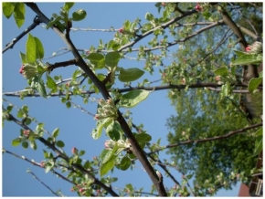 Stromy - První květy jabloně