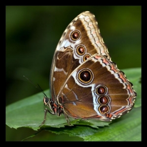 Makrofotografie - Motýl 1