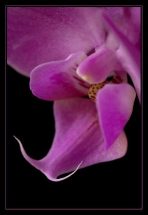 Makrofotografie - Orchidej