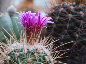 Makrofotografie - Květ kaktusu