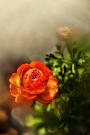 Půvaby květin - Ranunculus