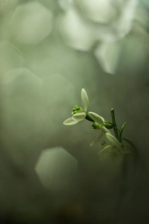 Půvaby květin - Fotograf roku - kreativita - Příchod jara