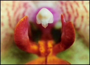 Fotograf roku v přírodě 2009 - Orchidey