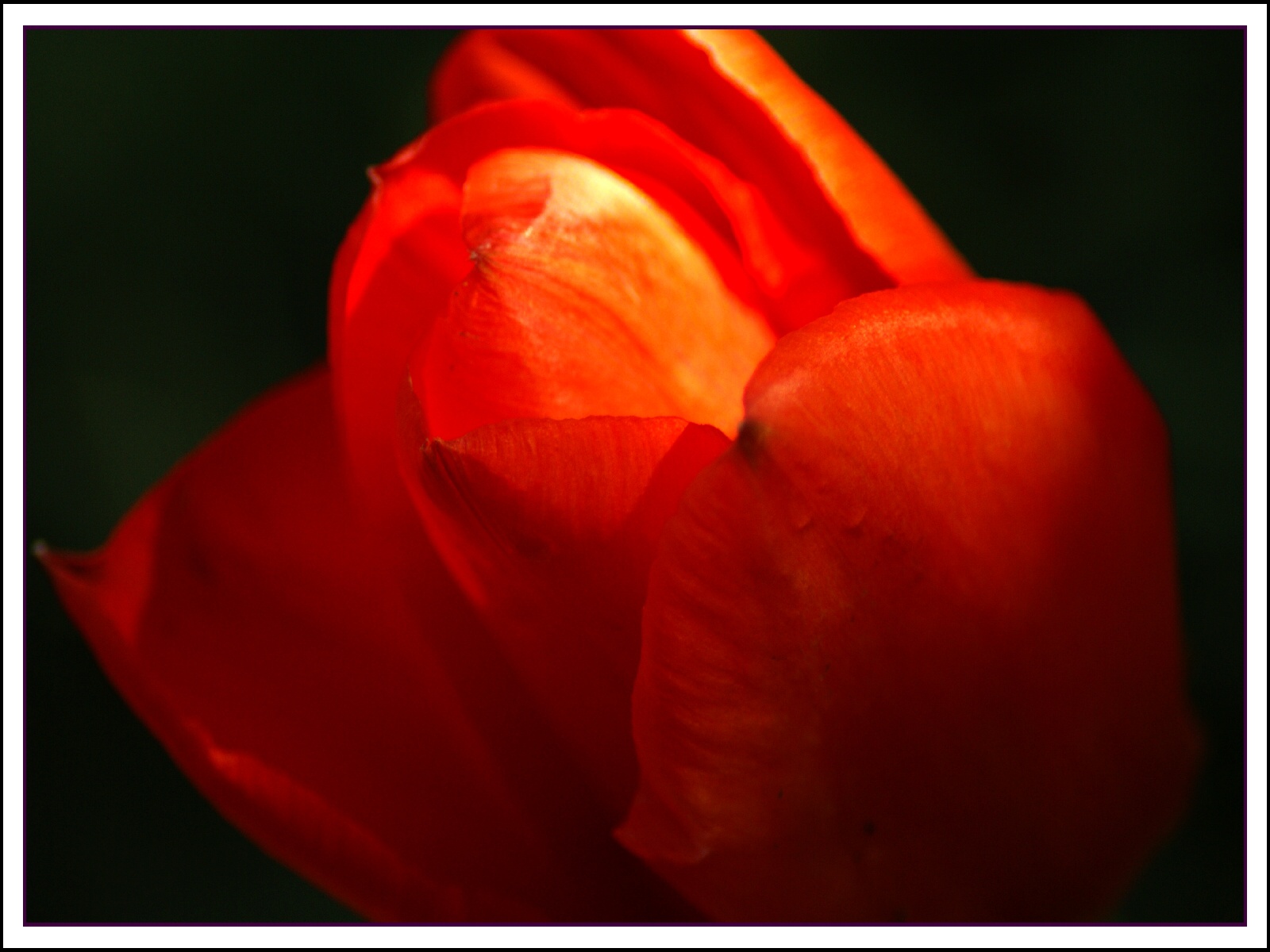 Tajemní tulipán