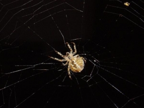 Makrofotografie - Pavouk čekající na oběť