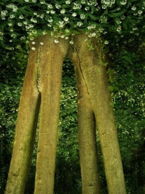 Stromy - Fotograf roku - kreativita - Rozhovor v parku