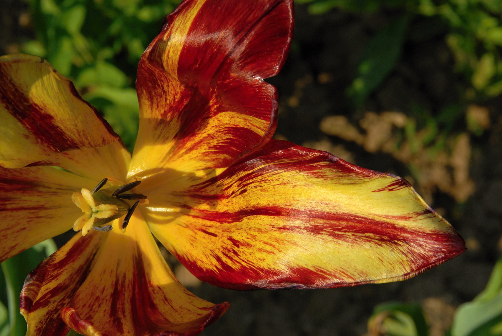 Rozjásaný tulipán