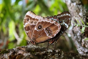 Makrofotografie - Motýli