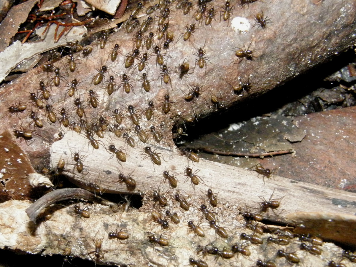 Ferdové mravenci