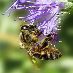 Ezechiel Kupica - Včela
