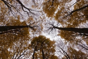 Stromy - Rostou do nebe