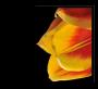 Vladimír Petráček - Tulip