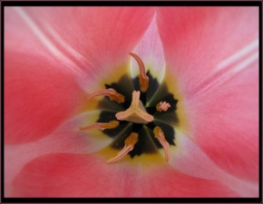 Makrofotografie - Růžový květ
