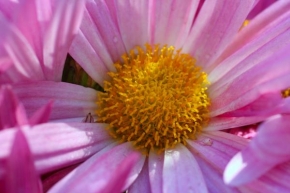 Makrofotografie - Kouzelný květ