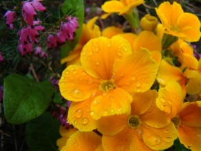 Půvaby květin - Zbytky po dešti