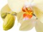 Orchidej