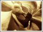 Alien Orchid