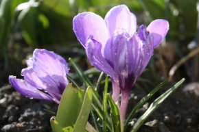 Půvaby květin - Kapky jarního deště