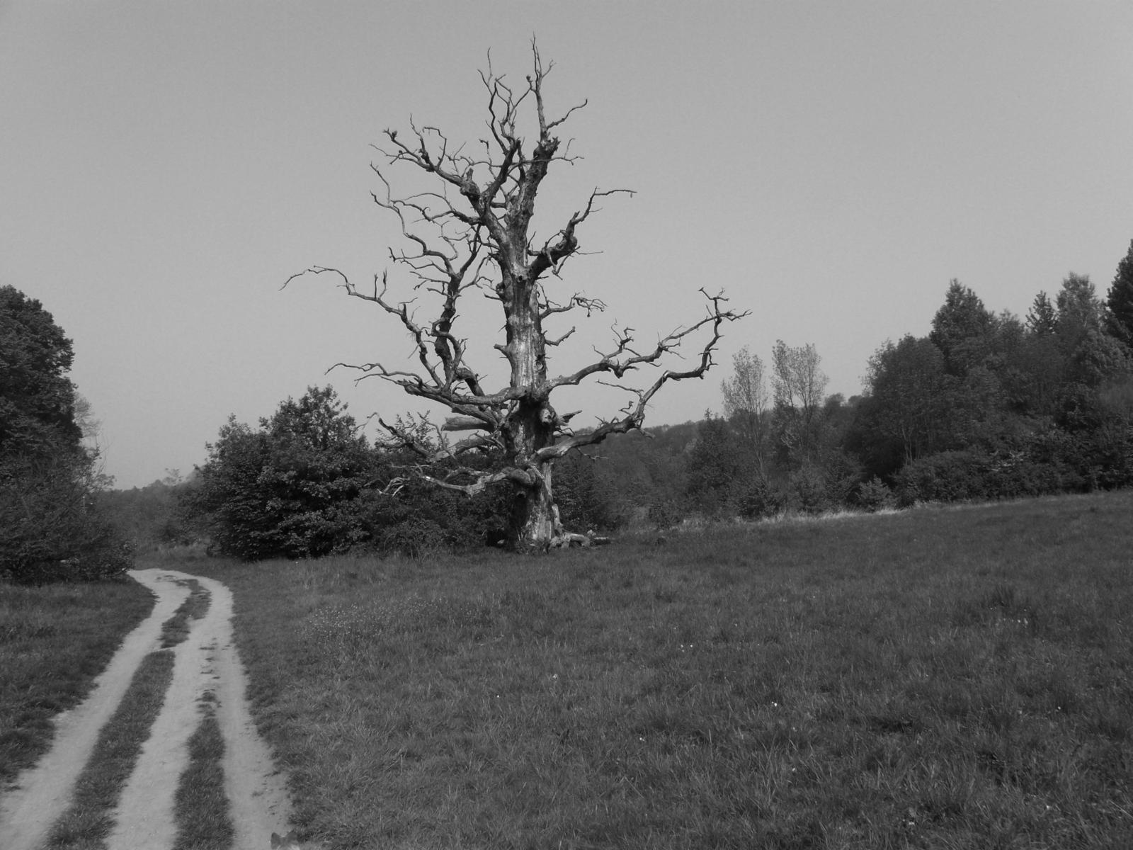 Umirající strom u cesty nadeje