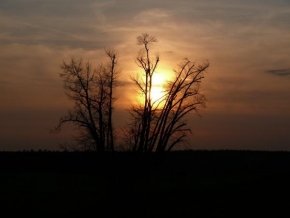 Stromy - V západu slunce
