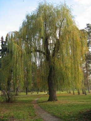 Stromy - Vrba - košatá chlouba prostějovského parku