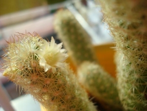 Půvaby květin - Když kvete kaktus
