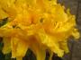 Yelow