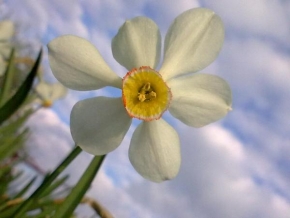 Půvaby květin - Narcis pod modrou oblohou