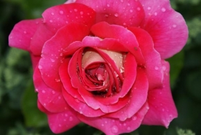 Půvaby květin - Ranní rosa
