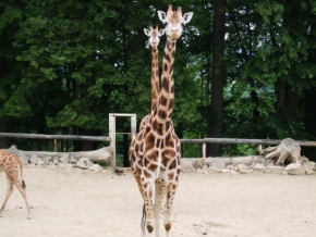 Úlovky z dovolené - Žirafy v ZOO Lešná
