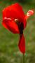 Tulipan