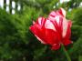 Tulipán