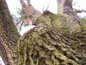 Stromy - Síla dubu