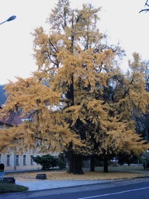 Ivana Koberová - Gingo v barvě podzimu