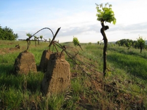 Fotograf roku v přírodě 2009 - Konec vinohradu