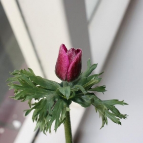 Půvaby květin - Fotograf roku - kreativita - Linie na parapetu