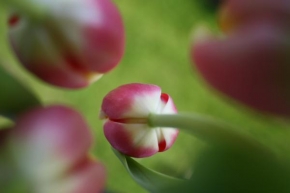 Půvaby květin - Tulipan z podhledu