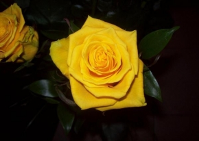 Půvaby květin - žlutá růže