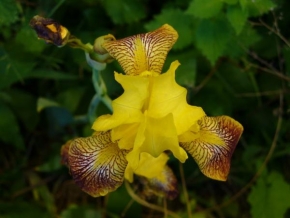 Půvaby květin - Květina žlutá