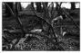 Jan Rockar - -