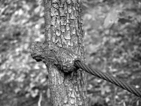 Stromy - železná větev