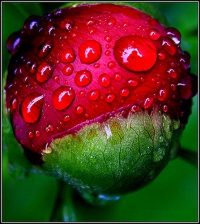 Půvaby květin - Fotograf roku - kreativita - Po dešti